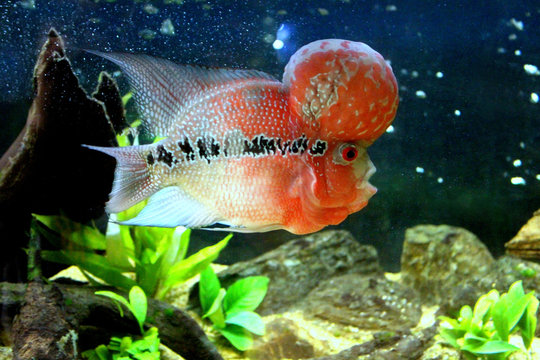 Fish : Flower horn cichlid (Cichlasoma trimaculatum)