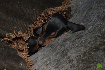 a little puppy in the tree
