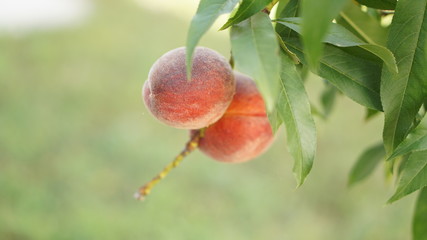 fresh peach in tree