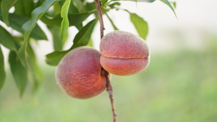 fresh peach in tree