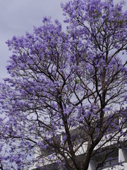jakaranda mimozolistna.drzewo z niebieskimi kwiatami