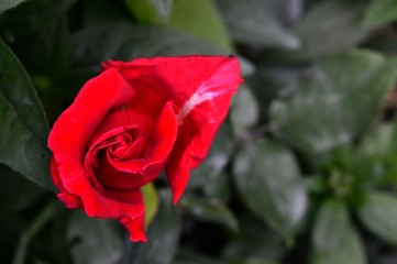 red rose bud