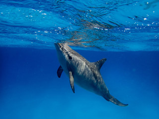 Dolphin and a flock underwater
