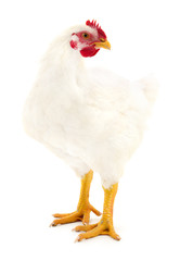 White hen isolated.