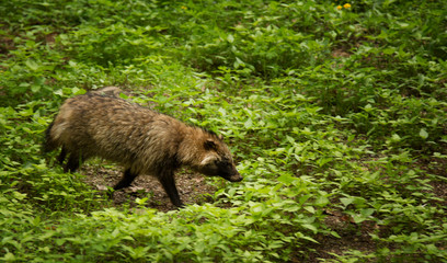 Raccoon dog in the forest in South Korea