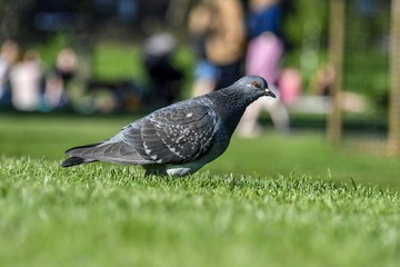 Pigeon