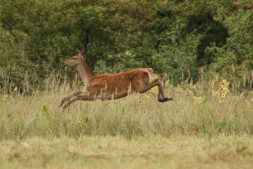 female red deer running acros the feild