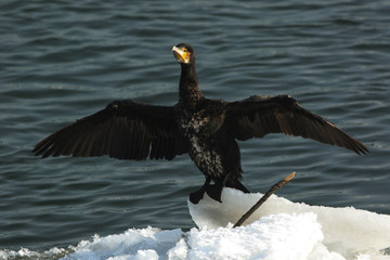 Cormorant spreading wings on the ice floe