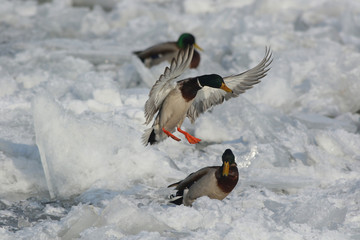wild ducks stop for rest and food