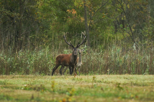 male red deer guarding his female during the mating season