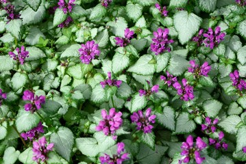 A bright light carpet of dead-nettle covers the ground and decorates the garden.
