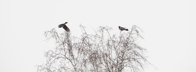 Two black ravens flies above trees on hunt. Atmospheric landscape with dark crows in gray sky with copy space. Wingspan of wild flying animals of city. Beautiful flight of predatory birds in winter.