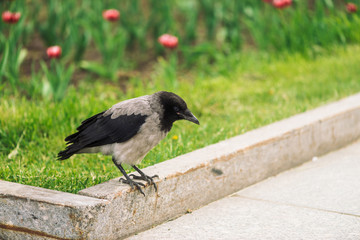 Black crow walks on border near gray sidewalk on background of green grass with pink flowers with copy space. Raven on pavement. Steps of wild bird on asphalt close up. Predatory animal of city fauna.