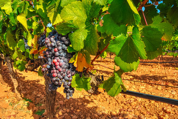 Blue grapes in a vineyard. Grape harvest. Mallorca, Spain