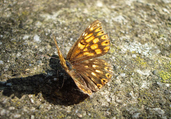 Fototapeta na wymiar Yellow and brown butterfly