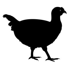 Vector, flat image of a chicken on an isolated white background