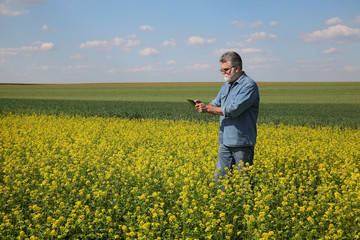 Farmer or agronomist examining rapeseed field with wheat plants in background using tablet, agricultural scene in field