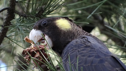 Wild Yellow-tailed black cockatoo, Calyptorhynchus funereus, Gelbohr-Rabenkakadu eating from a pine cone in Sydney, Australia