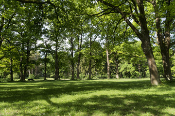 Fototapeta na wymiar Park mit schattenspendenden Bäumen