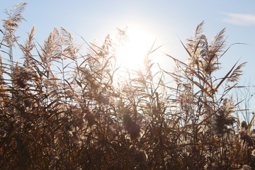 Sazlık ve Güneş - Reeds and Sun