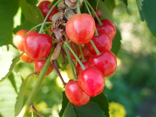 Ripe, red cherry.