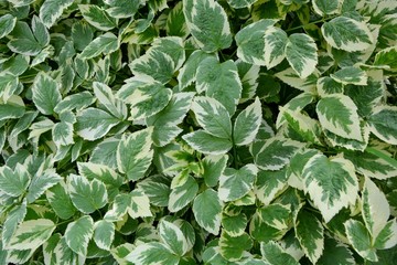 Aegopodium podagraria variegata beautiful white with green carpet covers the ground in the garden.