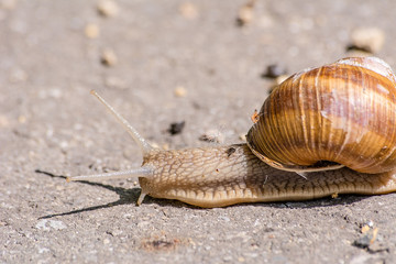 Snail (Helix pomatia) on the road