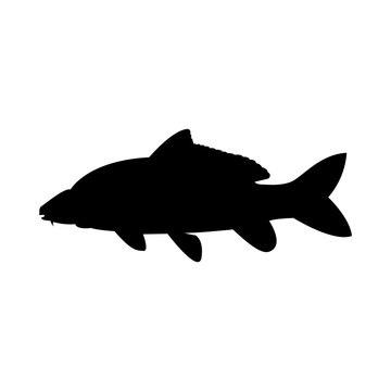 Vector image of fish carp silhouette