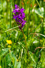 Spotted orchid (Dactylorhiza maculata) on the meadow (Poland)