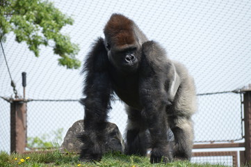 Western Lowland Gorilla