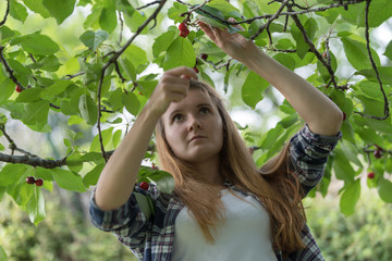 Young woman picking cherries
