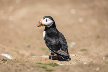 Skomer Puffins