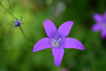 blur in the spring colors flowers and garden