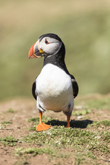 Skomer Puffins