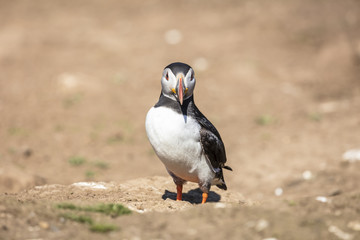 Skomer Puffins