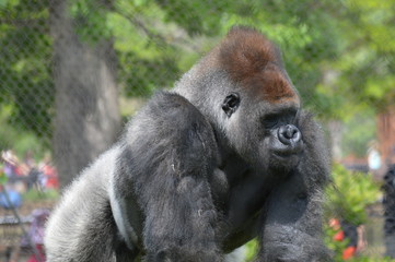Western Lowland Gorilla