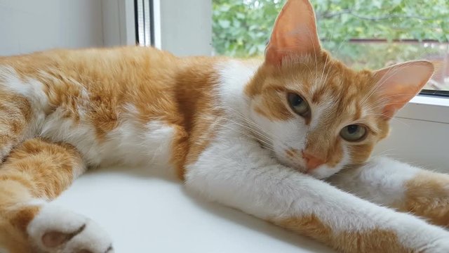 Morning sunlight on the slumbering red cat. Cute funny red-white cat on the windowsill, close up, dynamic scene, 4k video.