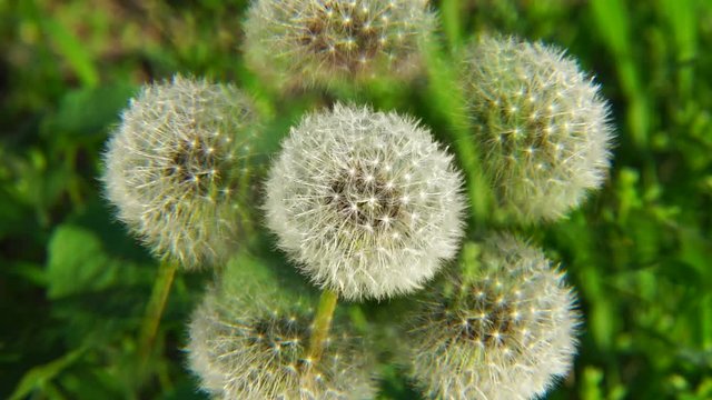 Close-up of the white dandelion inflorescence Taraxacum officinale in the spring in the spring breeze in the fivefold reflection in the park of the foothills of the Caucasus