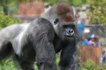 Western Lowland Gorilla