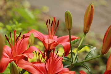 Close up of red lilies