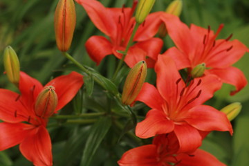 Close up of red lilies