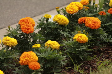 Yellow and orange flowers