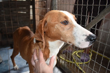Female stray dog, skinny, exhausted, tired and full of scars