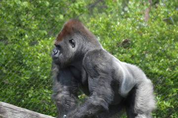 Western Lowland Gorilla