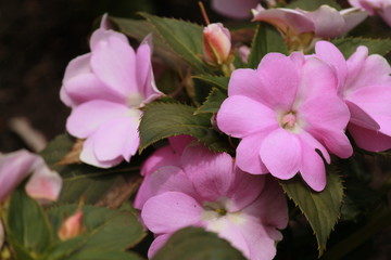Fototapeta premium Pink flowers