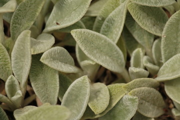 Fuzzy pale leaves