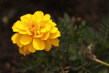 Yellow flower