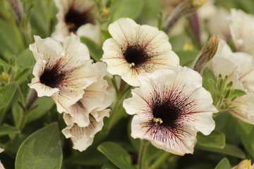 Black and white morning glories