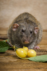 Rat eating yellow cherries on a wooden table.