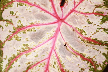 Pink and white leaf membrane